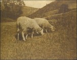 Sheep, Hans Watzek Austrian, Gum bichromate print