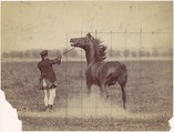 Horse, Ottomar Anschütz  German, Albumen silver print