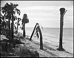 [Palm Trees on Beach, Florida], Walker Evans  American, Film negative