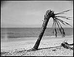[Palm Tree on Beach, Florida], Walker Evans  American, Film negative