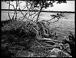 [Mangroves, Florida], Walker Evans  American, Film negative