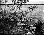 [Mangroves, Florida], Walker Evans  American, Film negative