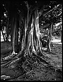 [Banyan Tree, Florida], Walker Evans  American, Film negative