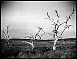 [Barren Trees, Florida], Walker Evans  American, Film negative