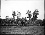[Logging Landscape, Florida], Walker Evans  American, Film negative