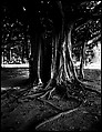 [Banyan Tree, Florida], Walker Evans  American, Film negative