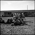 [Camels, Circus Winter Quarters, Sarasota, Florida], Walker Evans  American, Film negative