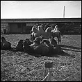 [Camels, Circus Winter Quarters, Sarasota, Florida], Walker Evans  American, Film negative