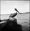 [Pelican, Florida], Walker Evans  American, Film negative