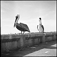 [Pelicans, Florida], Walker Evans  American, Film negative