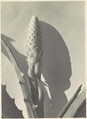 Aloe, Imogen Cunningham  American, Gelatin silver print