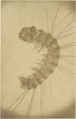 [Microscopic view of an insect], Alois Auer  Austrian, Albumen silver print