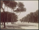 Promenade des Pins à Beyrouth, Félix Bonfils  French, Albumen silver print
