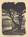 Cypress, Pebble Beach, California, Henry Ravell  American, Gum bichromate print