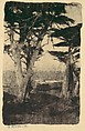 Cypress, Pebble Beach, California, Henry Ravell  American, Gum bichromate print