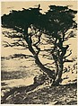Cypress at Pebble Beach, California, Henry Ravell  American, Gum bichromate print