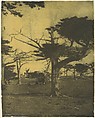Cypress, Pebble Beach, California, Henry Ravell  American, Gum bichromate print