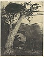 Cypress, Pebble Beach, California, Henry Ravell  American, Gum bichromate print