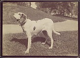 [Dog], Unknown, Albumen silver print