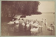 [Swans on the Water], Unknown, Albumen silver print