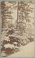 [Pines in Snow], Unknown, Albumen silver print