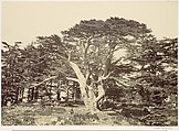 The Largest of the Cedars, Mount Lebannon, Francis Frith  British, Albumen silver print from glass negative