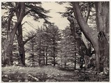 Cedars of Lebanon, Francis Frith  British, Albumen silver print from glass negative