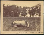 Is This Death - Antietam Battlefield, September 1862, Alexander Gardner American, Scottish, Albumen silver print from glass negative