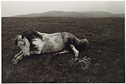 Horse Lying in a Field, Bruce Davidson  American, Gelatin silver print