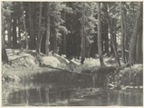 A Grove of Tamarack Pine, Ansel Easton Adams  American, Gelatin silver print