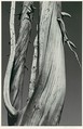 Dead Tree, Dog Lake, Yosemite National Park, Ansel Easton Adams  American, Gelatin silver print