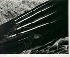 Pelican's Wing, Edward Weston  American, Gelatin silver print