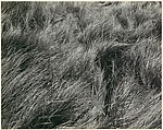 Grass, Edward Weston American, Gelatin silver print