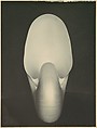 Nautilus, Edward Weston American, Gelatin silver print