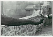 [Hand Feeding Elephant Trunk, Zoo], Garry Winogrand  American, Gelatin silver print