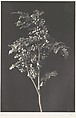 A Stalk of Berbery, Frederick H. Evans  British, Platinum print