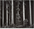 Redwoods, Bull Creek Flat, Northern California, Ansel Easton Adams  American, Gelatin silver print