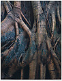 Strangler Fig Roots, Everglades National Park, Florida, Eliot Porter American, Dye transfer print