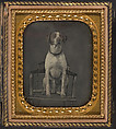 [Dog Posing for Portrait in Photographer's Studio Chair], Rufus Anson  American, Daguerreotype