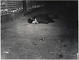 Corpse with Revolver, Weegee  American, born Austria-Hungary, Gelatin silver print