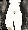 Nude No. 119, Irving Penn  American, Gelatin silver print