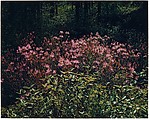 Rhodora, New Hampshire, Eliot Porter  American, Dye transfer print