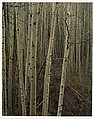 Aspens in Early Spring, New Mexico, Eliot Porter  American, Dye transfer print