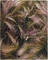 Foxtail Grass, Colorado, Eliot Porter  American, Dye transfer print
