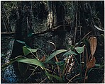 Cypress Swamp, Florida, Eliot Porter  American, Dye transfer print