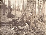 Parc de Saint-Cloud, Paris, Eugène Atget  French, Matte albumen silver print from glass negative