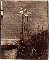 Lys, Eugène Atget  French, Albumen silver print from glass negative