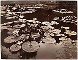 Water Lilies, Eugène Atget  French, Gelatin silver print from glass negative
