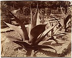 Agave du Mexique, Eugène Atget  French, Albumen silver print from glass negative