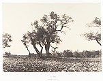 Jérusalem, Chemin de Naplouse, Auguste Salzmann  French, Salted paper print from paper negative